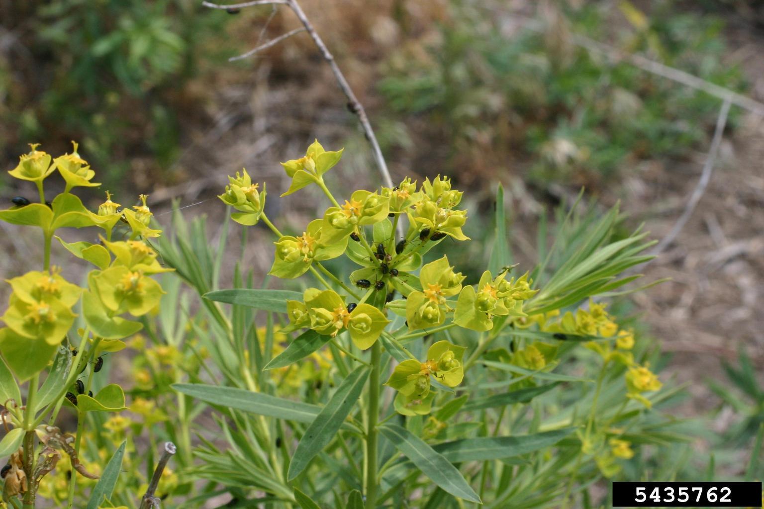 Leafy Spurge Identification And Control King County Washington leafy-spurge-identification-and-control-king-county-washington