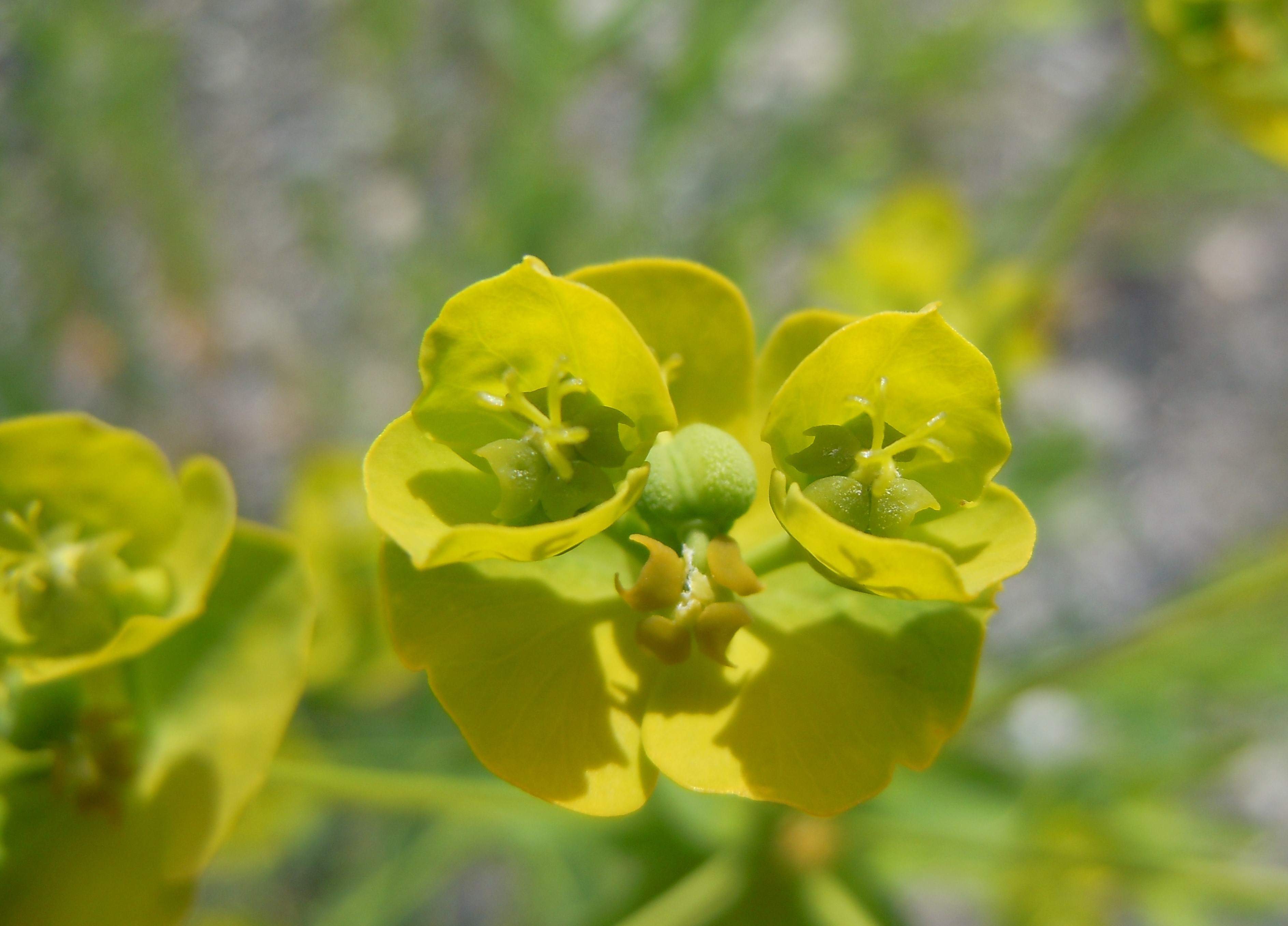 Close-up of leafy spurge bracts and flower. Source: Matt Lavin, flickr