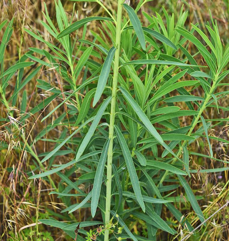 Leaves and stems of leafy spurge. Note the narrow leaves with smooth margins. Stems and leaves are hairless. Source: Robert L. Carr