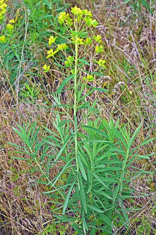 Leafy spurge plant.