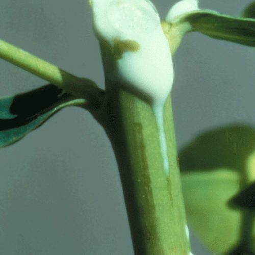 The white, latex sap of leafy spurge is toxic and can cause irritation of the skin, eyes, and digestive system. Source: Washington State Noxious Weed Control Board, leafy spurge page