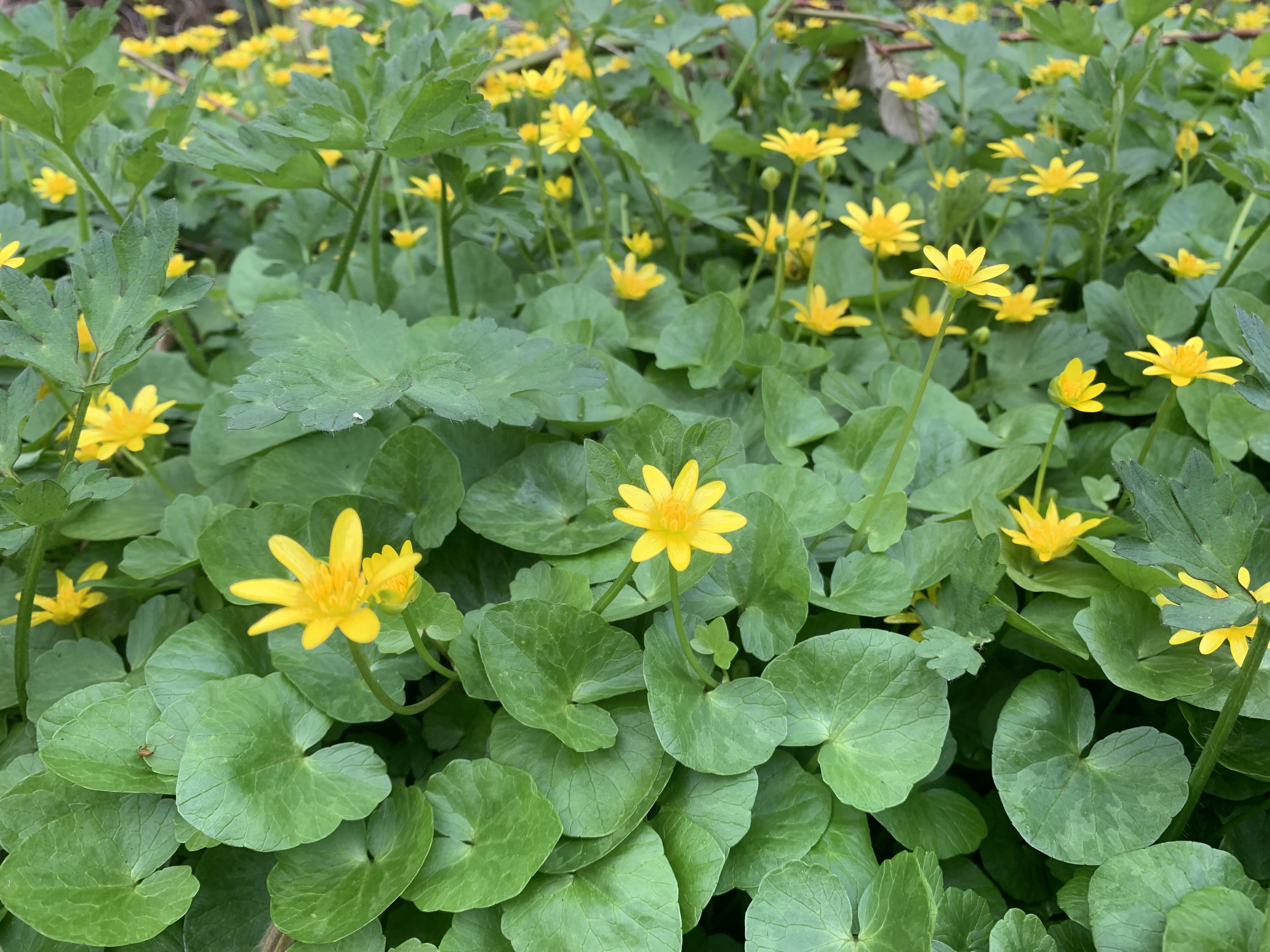 A dense mat of dark green kidney shaped leaves and bright yellow flowers. No other vegetation is visible.