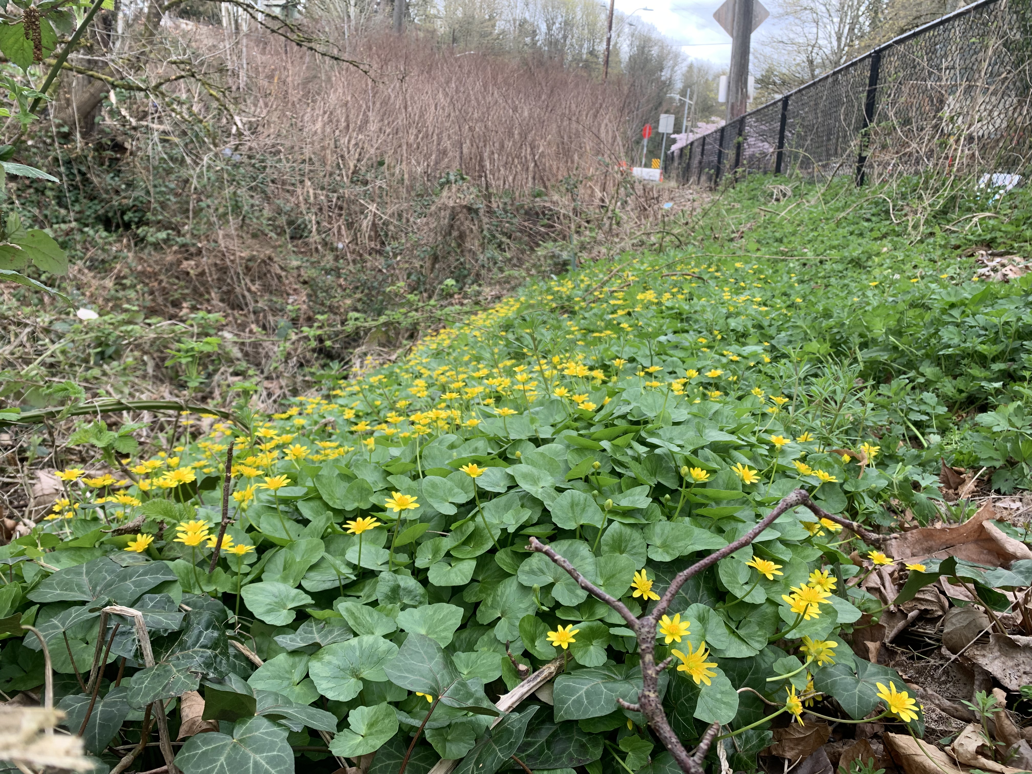 A drainage ditch off a roadside with a fence on one side and a vegetated slope on the other. A large patch of lesser celandine has taken over the ditch.