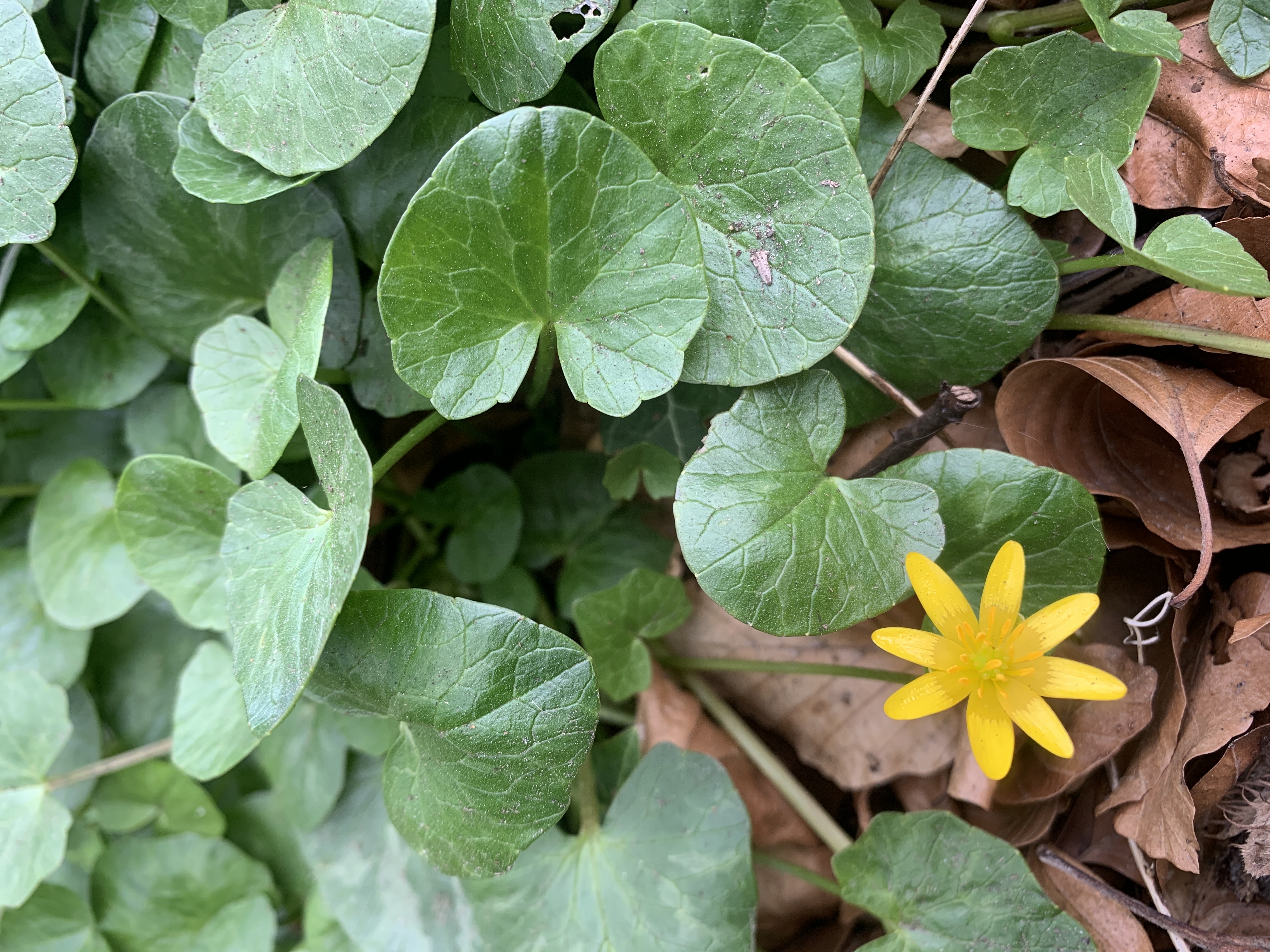 Lesser celandine plant with a single yellow flower and several leaves growing out of a mulchy soil.