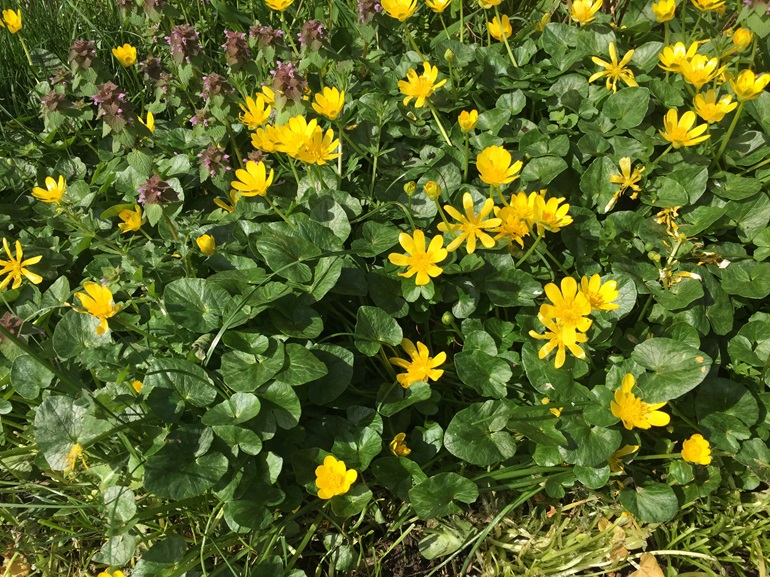 a patch of lesser celandine growing amongst other wetland plants.