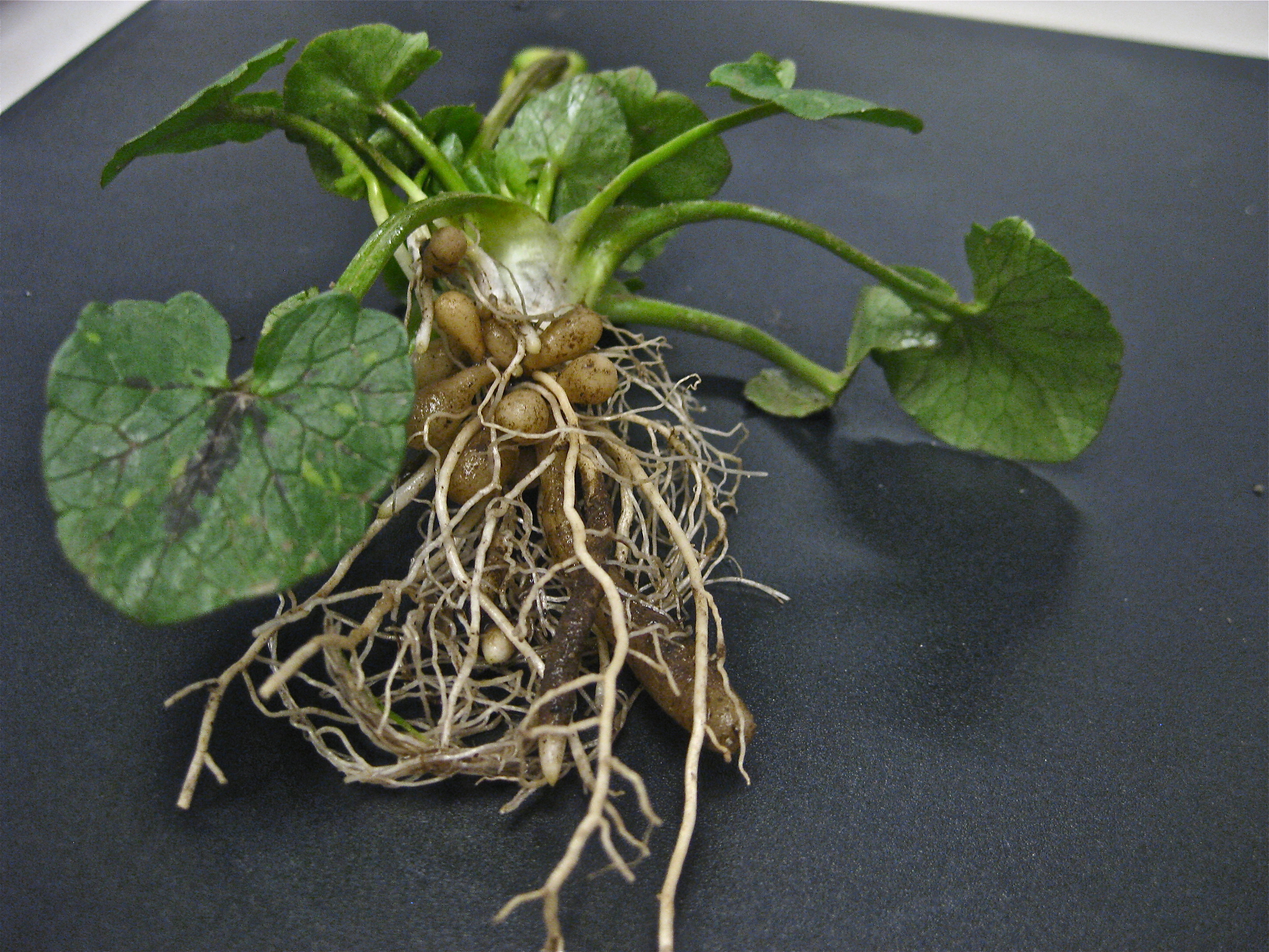 A lesser celandine plant laid out on a table, with it’s dense system of roots visible.