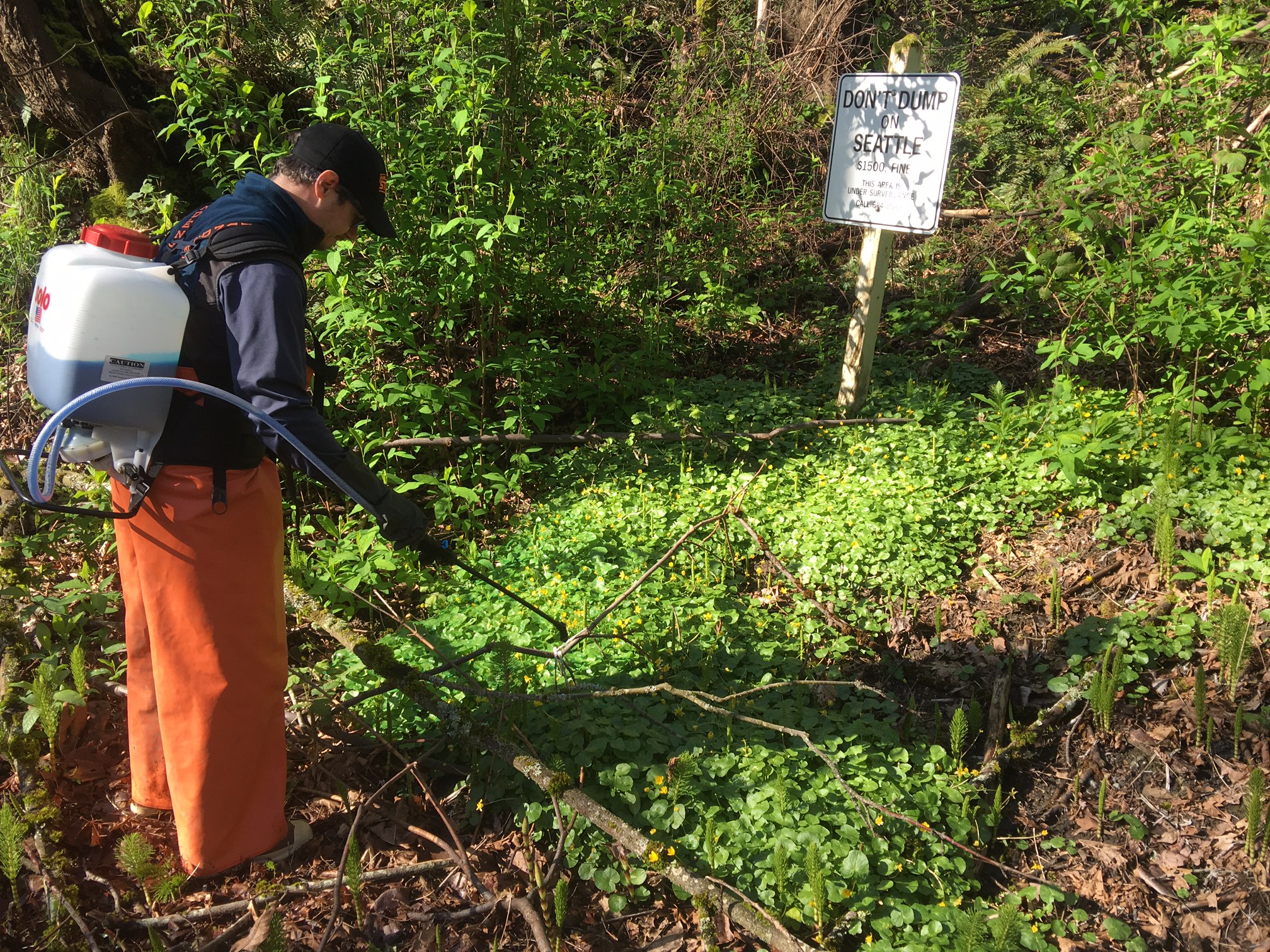 A person wearing a herbicide backpack spraying applying a chemical treatment to a large patch of lesser celandine.