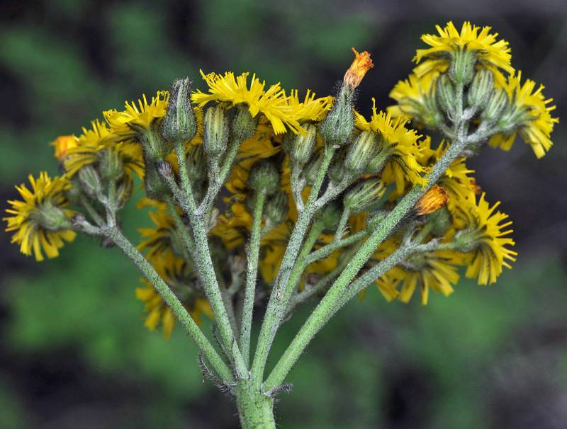 The tip of a singular stem has branched into several short, equal length stems, each of which ends in a tight cluster of yellow flowers. Each flower has many petals, and the stems and flower buds are all covered in short dark hairs.