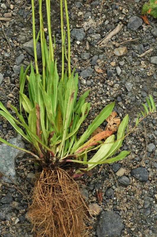A single hawkweed plant that has been uprooted is lying on gravely ground. Fibrous roots are spread beneath a clump of green leaves with smooth margins and a few upright stems. Emerging from the base of the leaves is a long, thin stem growing horizontally away from the plant. Small leaves are growing along the stem.