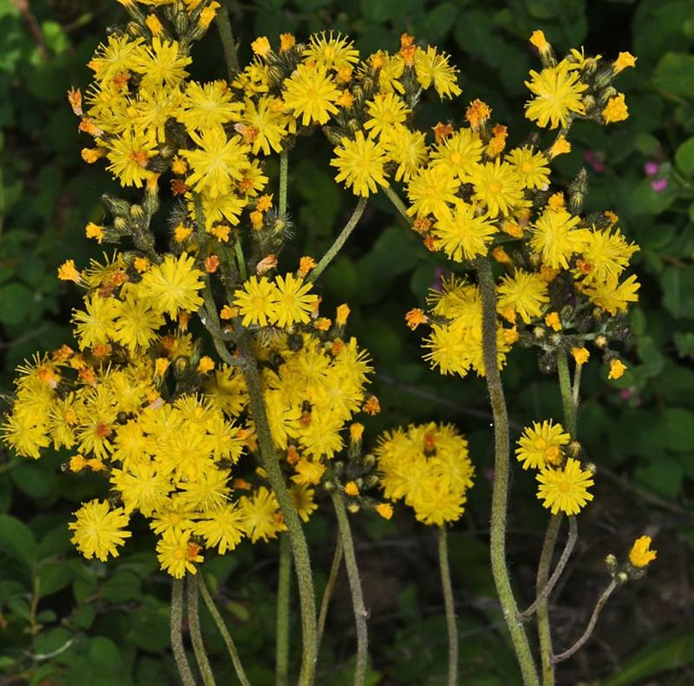 Several green stems covered in dark hairs end in tight clusters of bright yellow flowers. Each flower has numerous petals. Unopened flower buds are also covered in hairs