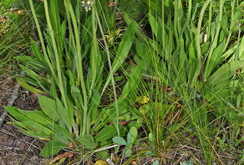 Several queen devil hawkweed plants are growing close together. They have bright green leaves growing at the base of each plant, many of them standing erect. The leaves have a long feather-like shape with smooth edges. Tall green stems are growing from among the leaves.