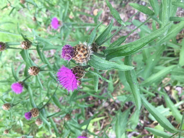 Tall knapweed in flower. Bright pink/purple flowerheads sit on top of the stems, similar to a thistle.