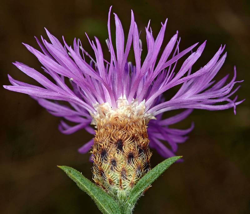 A close up of the knapweed flowerhead. Many small individual petals, pink or purple in color, emerge from a single brown seedhead. The seedhead is in the shape of a column, with petals emerging from all over. It somewhat resembles the flowerhead of a thistle plant.