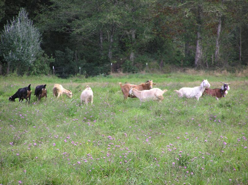 A field infested with meadow knapweed being browsed by goats. The knapweed has spread over the majority of the pasture and is several feet tall, with many flowers present.