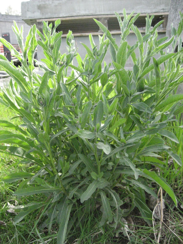 Mature 2nd year knapweed growth. Many upright stems burst from a single point and grow nearly 2 feet tall. Lance shaped leaves clasping the stems grow up and away from them.