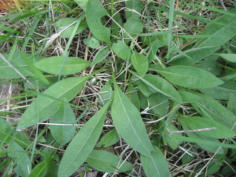 Close up of a meadow knapweed rosette (first year growth). Long lance shaped leaves emerging from a central stem grow close to the ground, much less upright than 2nd year (mature) growth. The plants are densely clustered and a single white vein runs down the center of the leaf