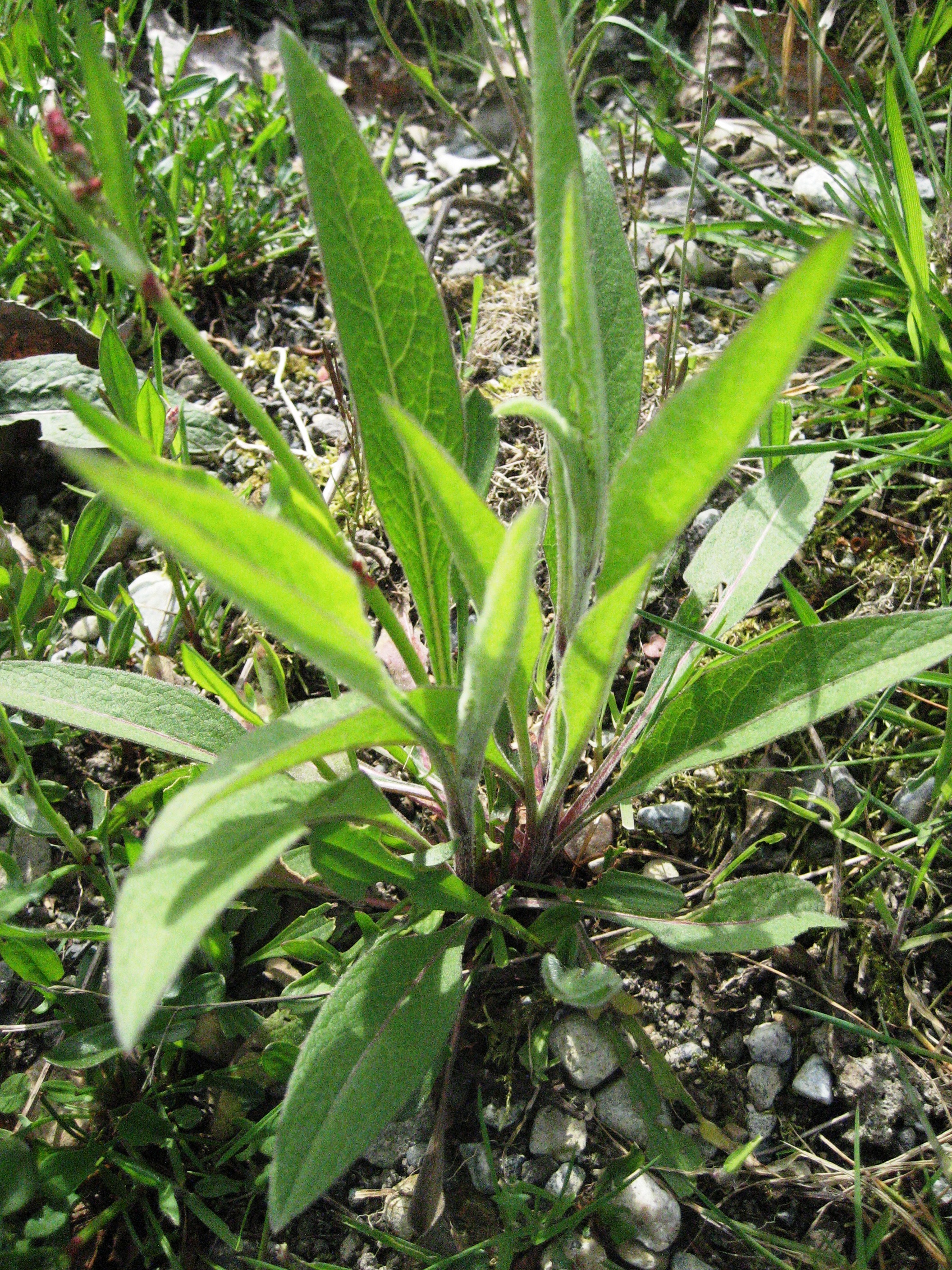 Close up of a 2nd year plant. Bright green lance shaped leave sprout from a central point, and are upright and off the ground.