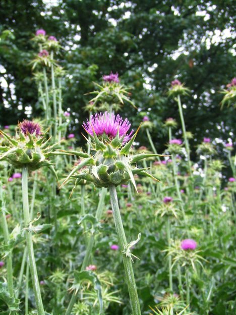 Milk thistle flowerhead profile close up with spiny bracts.