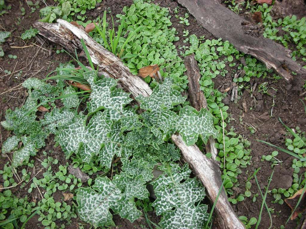 Milk thistle fall rosettes and small round seedlings.