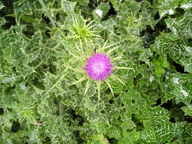 Milk thistle flower head and leaves from above.