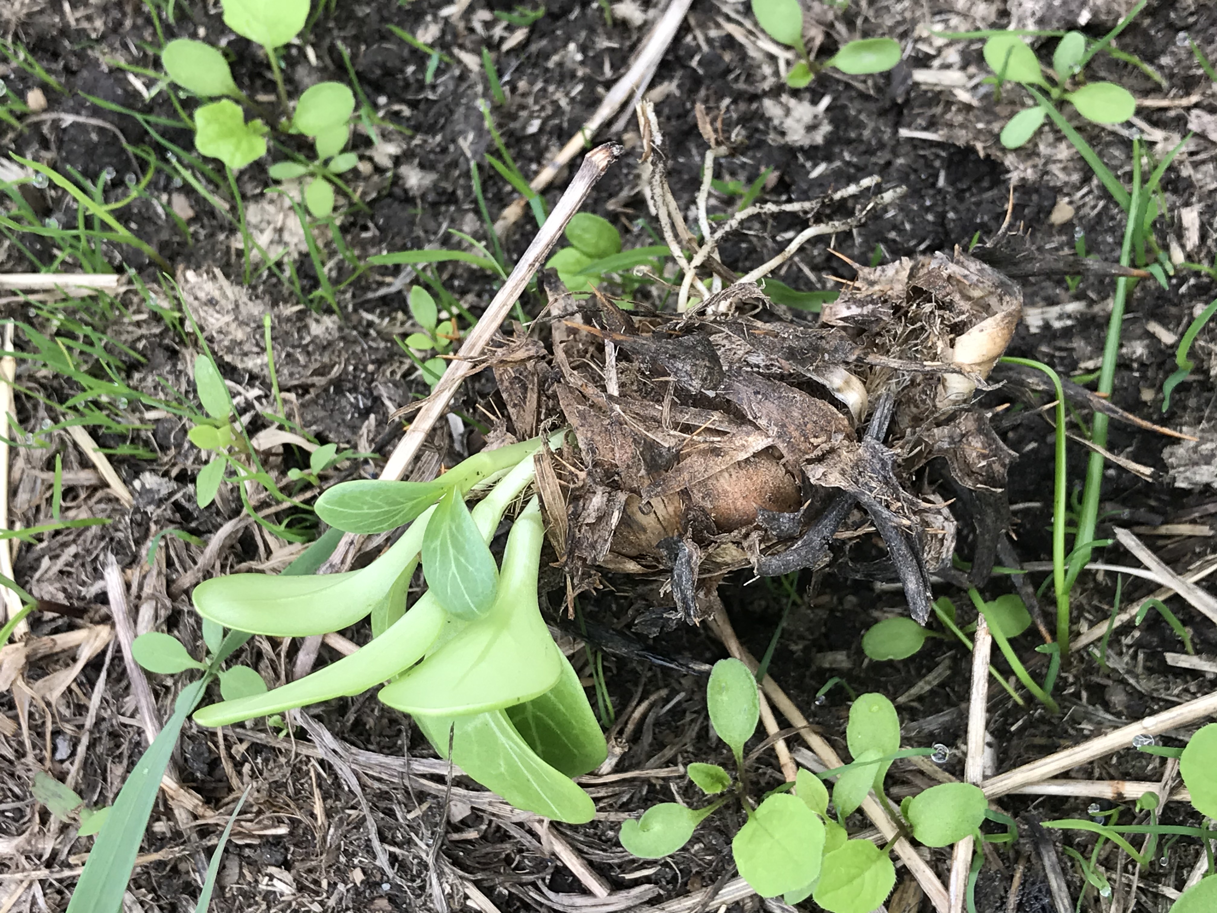 Milk thistle seedlings emerging from an old flowerhead in October.