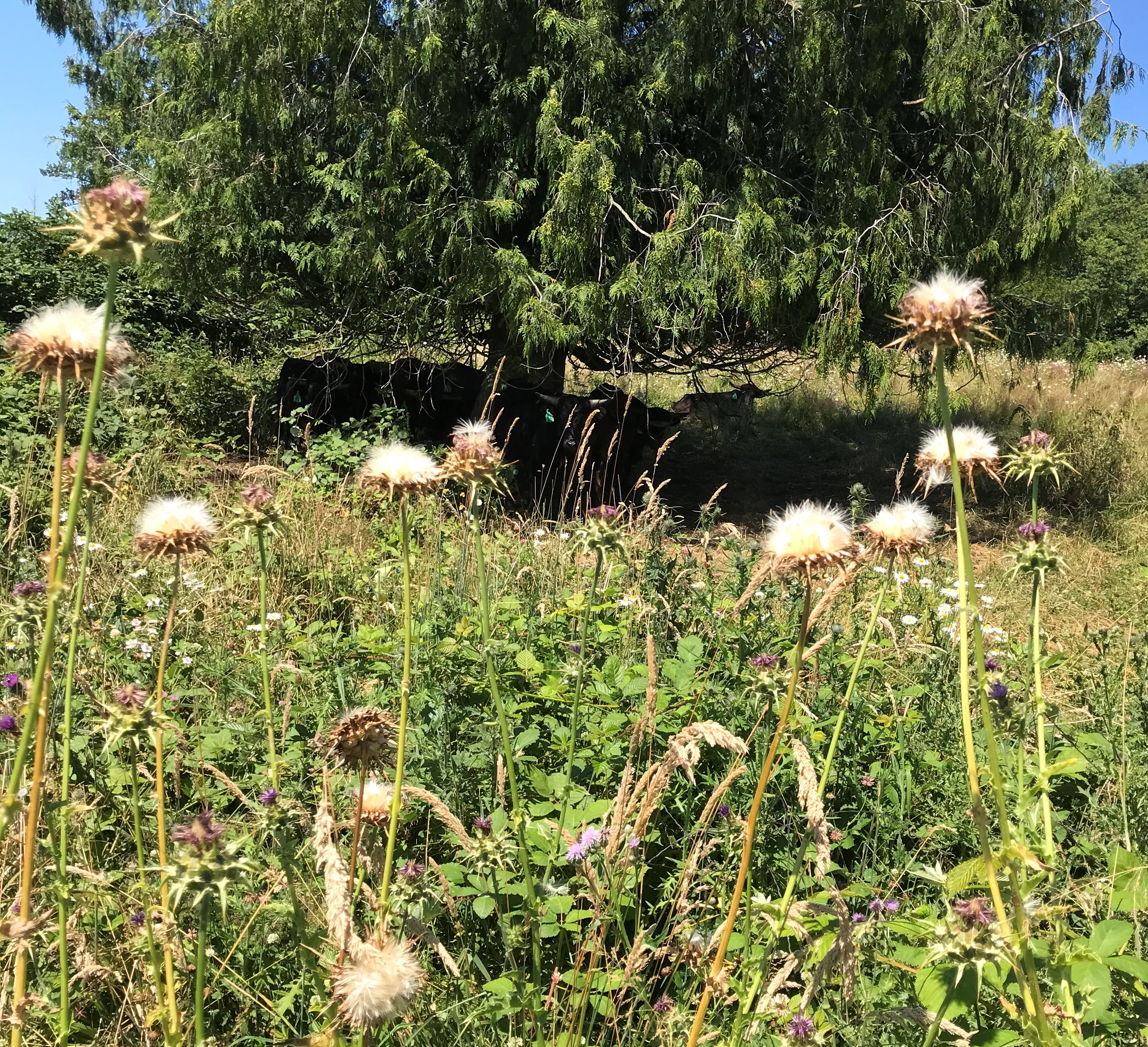 Milk thistle in seed in July.