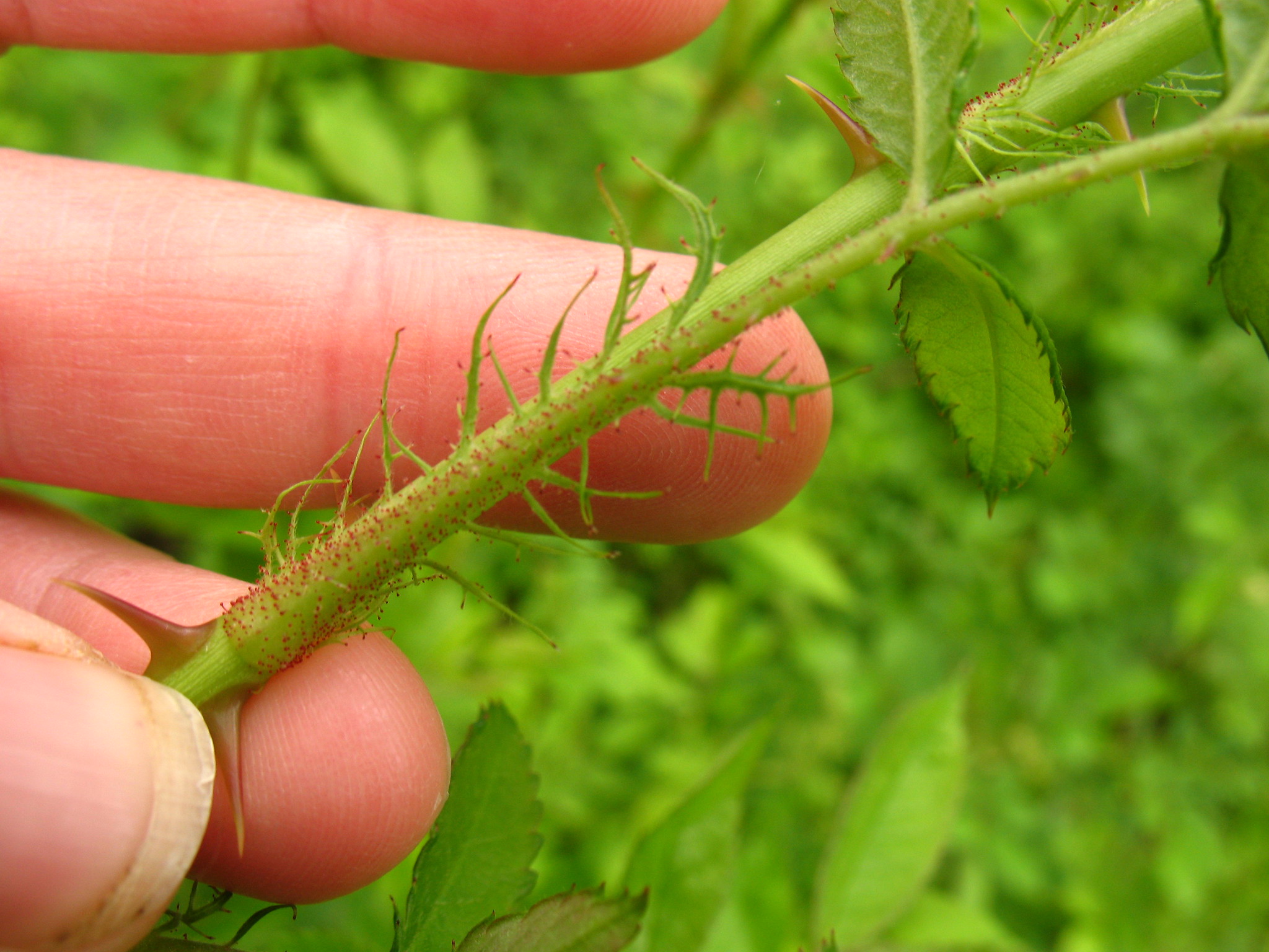 Fringed stipule on multiflora rose.