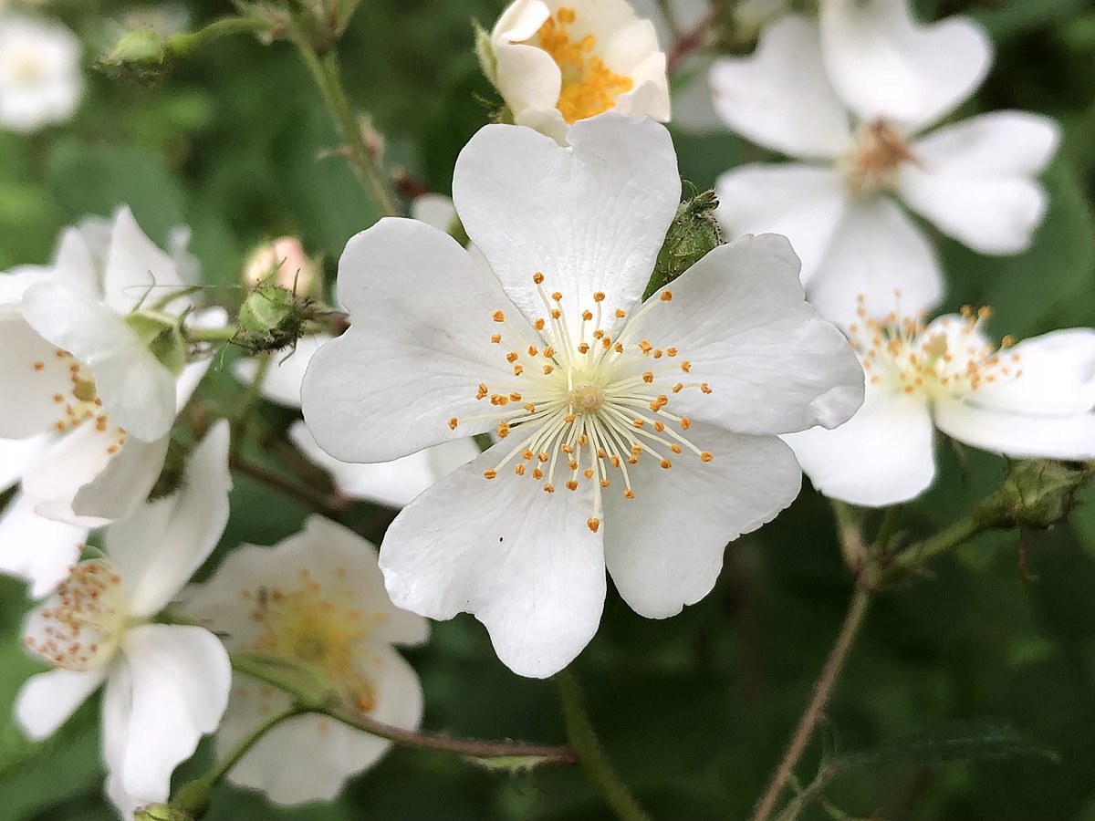 Close up of flowers on multiflora rose.