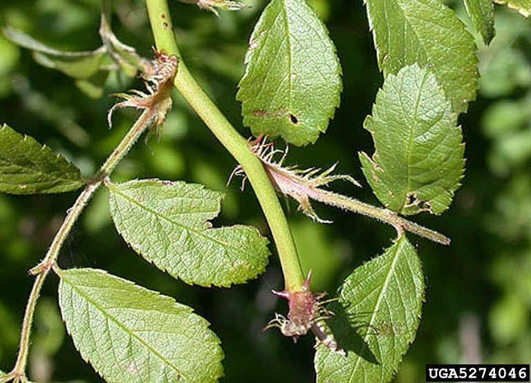 Multiflora rose showing where the fringed stipule is located relative to the leaves.
