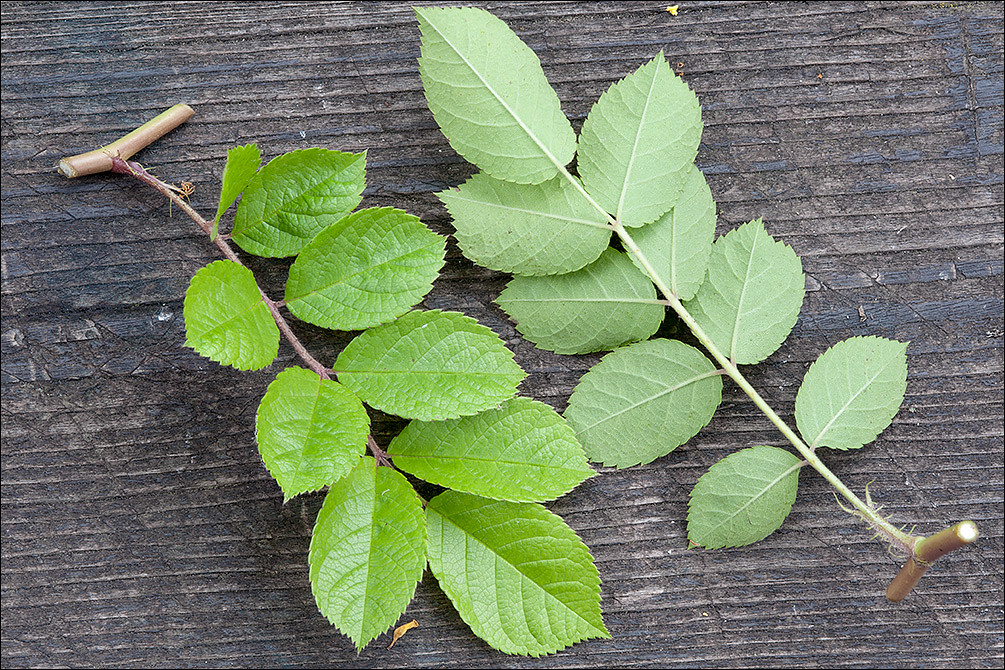 Multiflora rose leaves top and underside.