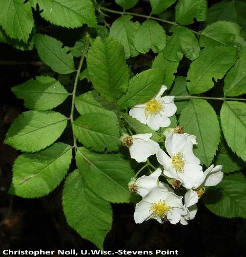 Multiflora leaves and flowers.