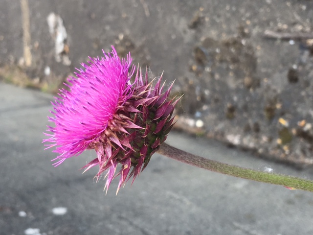 Close up of a musk thistle flowerhead. The flowers are neon pink and erupt from a tightly packed, cylindrical flowerhead. Many small, individual stamen and petals point upwards from the top of the cylinder.