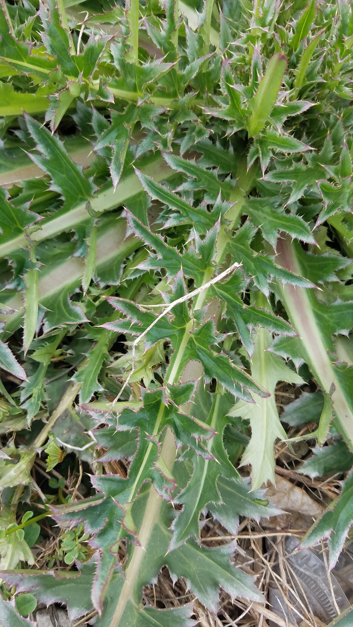 Close up of musk thistle leaves. Stems of the leaves are lighter green in color, while rest of the leaf is dark green. Leaves are long, and covered in triangular lobes. Small spines stick out from the vertices of the lobes and along the leaf edge.