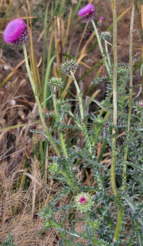 Side profile of a blooming musk thistle. Bright purple/pink blossoms rise up on bright green stalks above the main body of the plant. The leaves are dark green, spiky, and very complex, with many small lobes covered in thistles.
