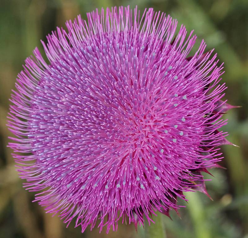 Musk thistle flowerhead. Hundreds of miniscule petals and stamen rise from the round, flat top of the cylindrical flowerhead.