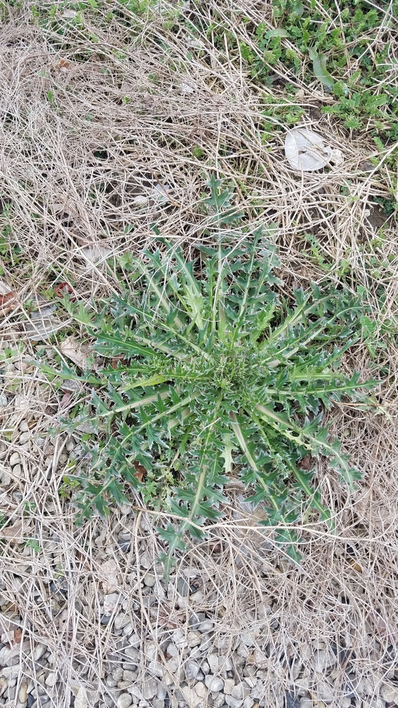 Small, low growing musk thistle Rosette (first year growth). Dark, spiky leaves radiate out from a single stem. Leaves are covered in spines with triangular lobes.