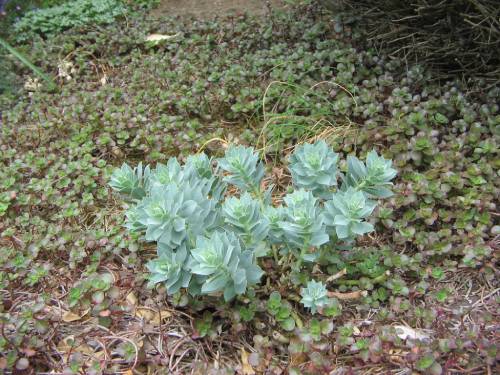 Young myrtle spurge, preflower.