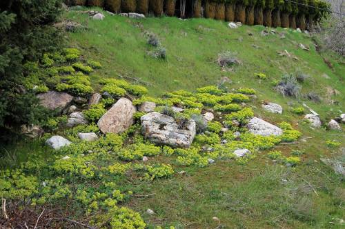 Myrtle spurge plants on a grassy hillside with large rocks