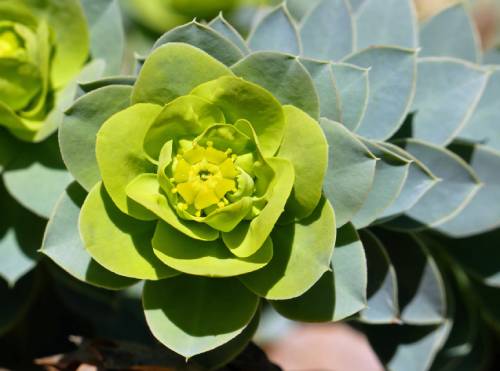 Close-up of myrtle spurge bracts and flower.