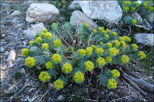 stems of a myrtle spurge grow in a circular pattern radiating from one central point. each stem has leaves with yellow flowers on the ends. Rocks are scattered in the background.