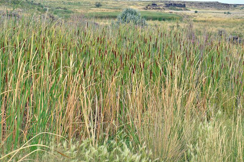 Wetland with T. angustifolia. Photo by Ben Legler, 2005.
