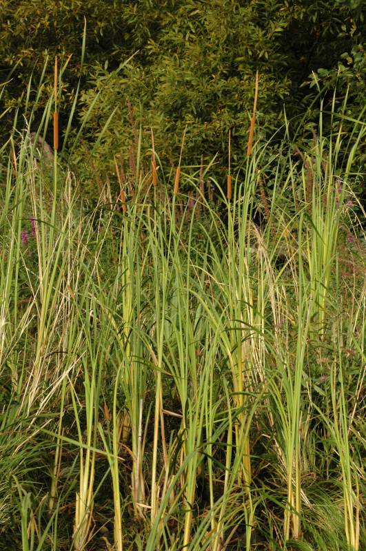 Wetland with T. angustifolia. Photo by Ben Legler, 2005.