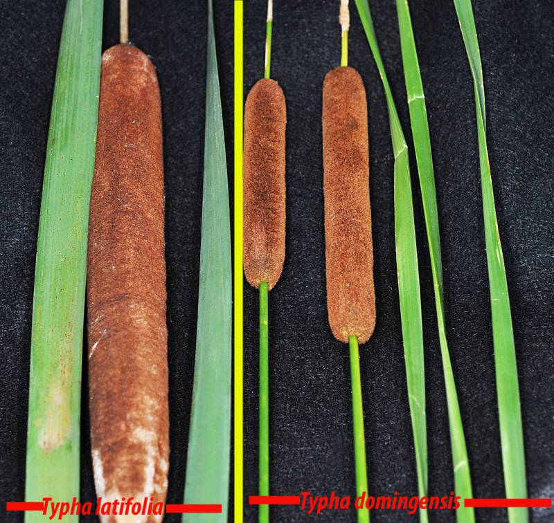 Comparison of T. latifolia and T. domingensis. Photo by Robert L. Carr, 2011.