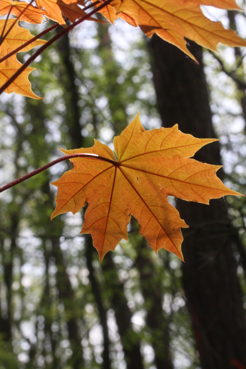 Underside of a Norway maple leaf that is turning bright orange, about to drop from the tree in fall. A red stem meets the leaf and conspicuous, dark veins that run down the center line of each lobe radiate out from where the leaf attaches to the stem.