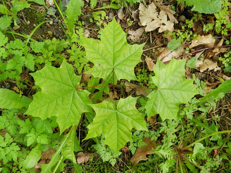 Top down view of four maple leaves low to the ground with other plants and weeds below them.