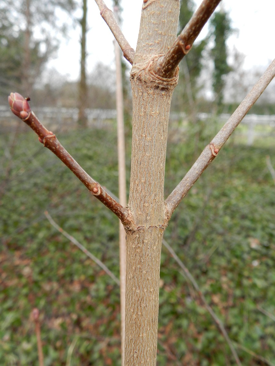 Young Norway Maple Trunk. Trunk is somewhat smooth and tan/gray in color. New branches with large red buds on the end stick out of the main stem in an opposite arrangement.