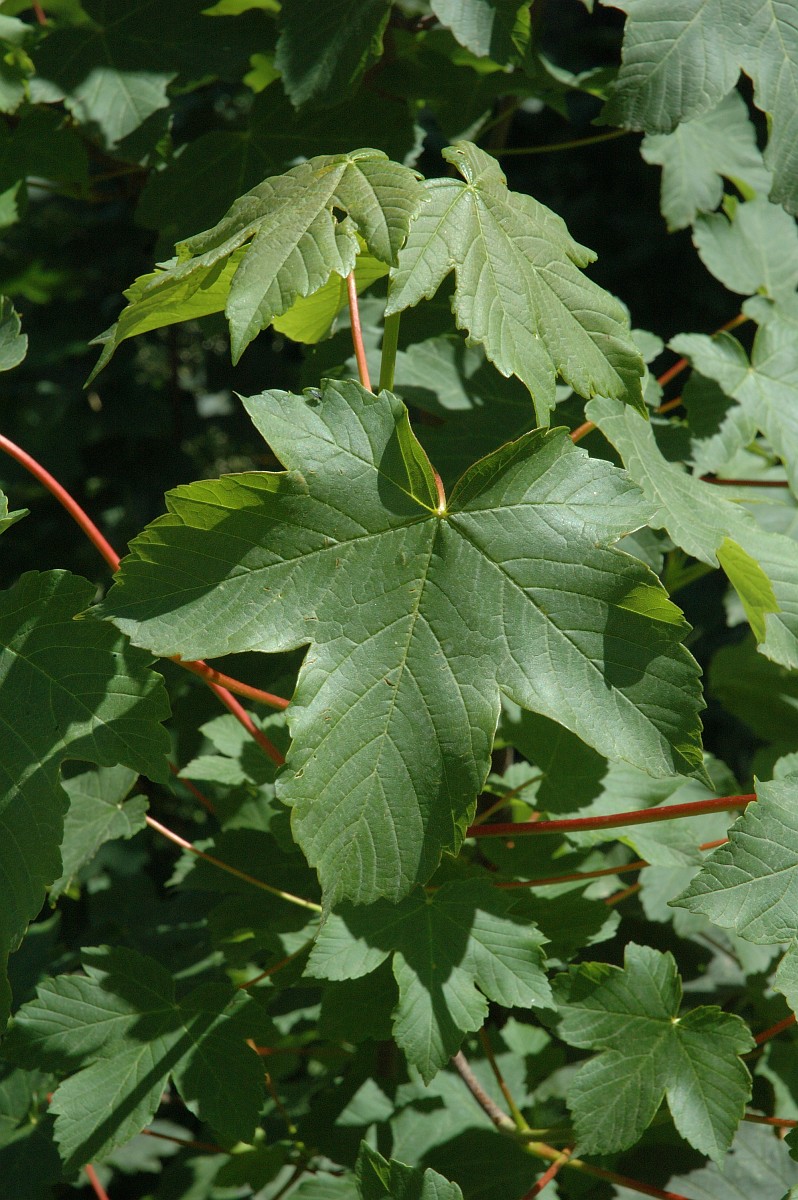 Norway Maple leaves; deep green leaves with red stems. Leaves have 3 large lobes radially arranged from center with two much smaller lobes emerging from stem at the back where it attaches to the leaf. Deep veins visible on leaves.
