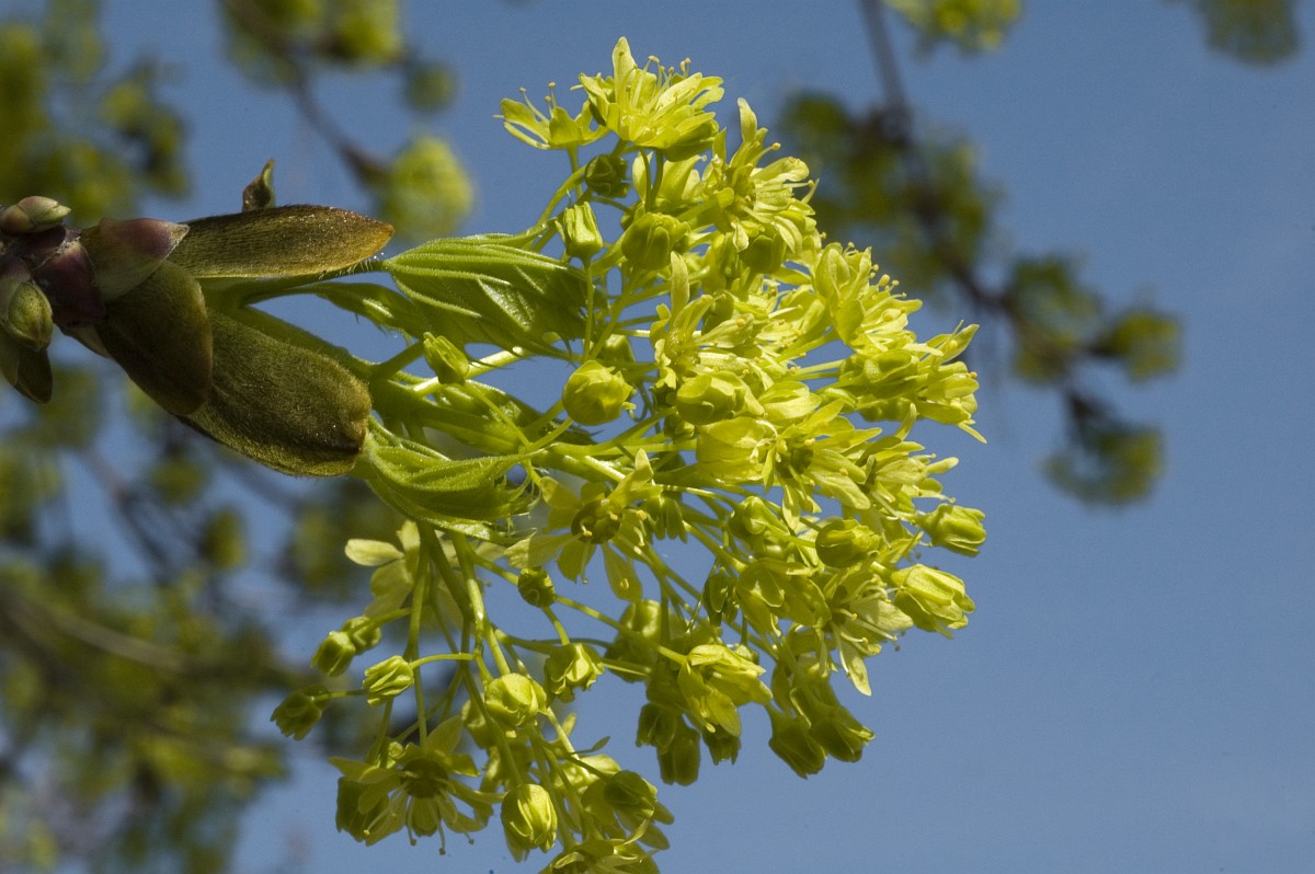 Close up of many small individual flowers. Flowers are bright green and clustered closely together. Entire flower, stem, and pistils are all the same bright green color. They are all emerging from a large green bud.