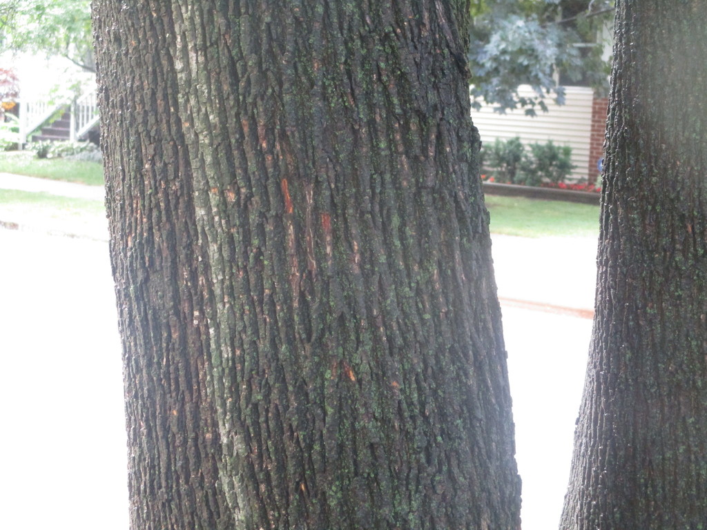 Bark of a mature Norway Maple. The tree is mature, a few feet in diameter. Bark is rough, a dark brown color and more deeply furrowed than immature trees.