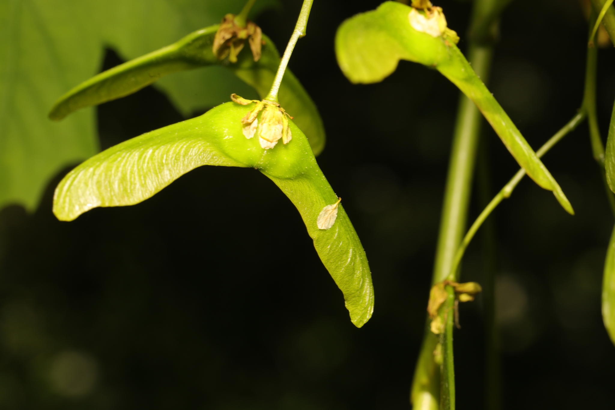 Bright green, immature Norway Maple seeds. Seeds are winged ‘helicopters’; two long ‘wings’ meet in a more bulbous middle containing seeds.
